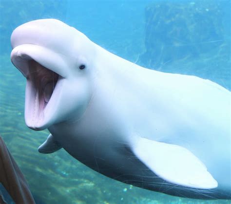 Beluga whale for kids